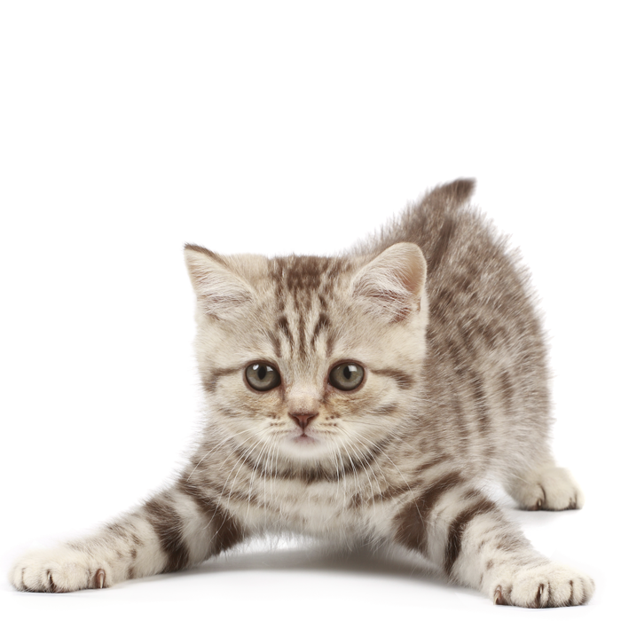 kitten-package1.png