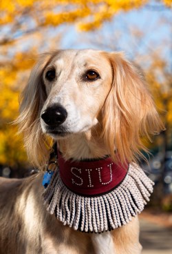 SIU White Saluki Dog