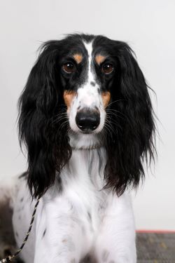 SIU Black Saluki Dog