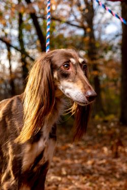 SIU Brown Saluki