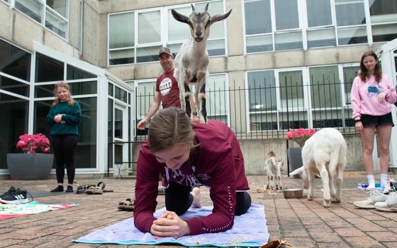 SIU Goat Yoga